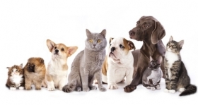 L’ostéopathie pour chien et chat - Ostéopathe canin et félin