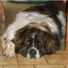 Gipsy - Ostéopathe canin et félin